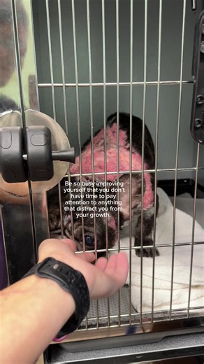 My focus is simple: help dogs. 🐾🤍 And I have the biggest goals to get there. I’m building something truly one of a kind — for the anxious ones, the sensitive ones, the ones who need patience, safety, and someone who won’t give up on them. Nothing will stop me from achieving what I’m working toward… because this isn’t just a dream to me. It’s my purpose. 🖤✨ #mobilepetcare #pethealthandwellness #restorationfocused #advancedskincare #onamission @SpawtOn 🚐 Pet Care Services🐾