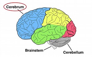 Lobes of the Brain- Cerebrum Anatomy and Function Cerebral Cortex