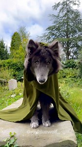 The three Rings of Power are calling to Ocean ☘️ My Blue Wolf #RingsOfPower #lordoftherings #tolkien #elf #elves #cosplay #fantasy #wolf #bluewolf #mybluewolf #bluewolfdog #werewolf #twilight #ocean #viking #vikingwolf #fenrir #magical | My Blue Wolf