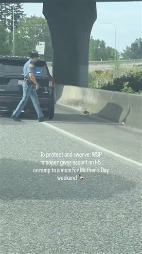 WSP trooper guides duck and ducklings on I-5 onramp