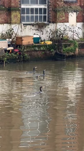 12 reactions · 3 comments | 礪 Spotted these cormorants on the River Wensum this morning and immediately fell down a rabbit hole. What do you call a group of cormorants? According to google it could be a gulp, a flight, a rookery… or a swim? I’m not sure there’s a right answer, so I’m handing it over to you.  Which one gets your vote? #cormorant #norfolkwildlife #norfolkbirds #riverwensum #norwichuk | Norfolk UK Local Guide | Facebook