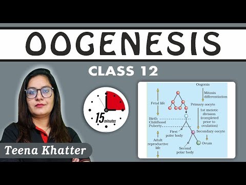 oogenesis | ovum | ootid | human reproduction
