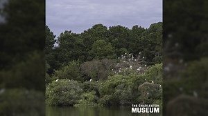 City of Charleston passes resolution to preserve Dill Sanctuary