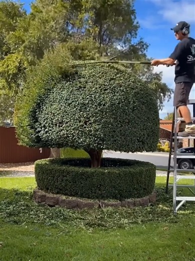 Mastering Plant Cutting Techniques for Home Gardening