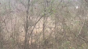 23K views · 350 reactions | ‪Listen to the SPRING PEEPERS!!! ‬ | Reed Timmer Extreme Meteorologist | Facebook