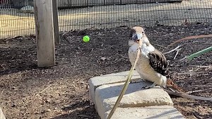 35 reactions · 3 comments | Modal action patterns, also known as...