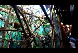 New Sloth Encounters in The United States - 8 New Sloth Habitats