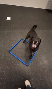 We LOVE a montage moment 🎬 Our pups absolutely CRUSHED agility training this month and we couldn’t be prouder! Watching their confidence, focus, and zoomies come together is the best part of what we do 🤩 Practice makes perfect, and these furry athletes are proof! Don’t miss out on next month’s Agility Training Day… it’s going to be un-fur-gettable! 💪 | Dogtopia of San Antonio - Stone Oak