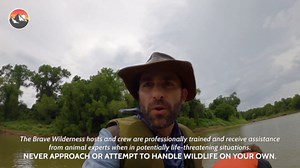 The hunt for a rare crocodile gar