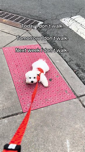 Tips to Get Your Dog Moving and Active