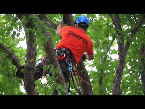 Video: Tree climbing competition