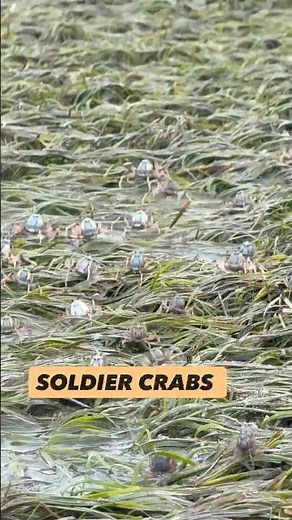 SOLDIER CRABS #nature #wildlife