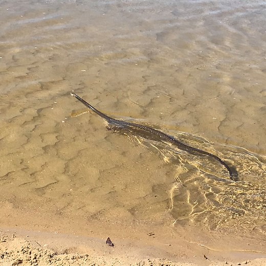 335K views · 2.2K reactions | Eastern Brown Snake Joins Family's For...