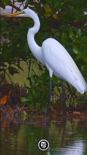 Great Egret: The Elegant Fisher of Kenya’s Wetlands | Precision, Patience, Perfection