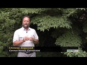 Trees with Don Leopold - Chinese dogwood