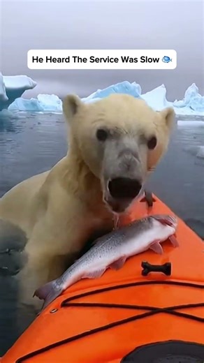 The Freshest Arctic Catch of the Day #polarbear #freshcatch #encounter