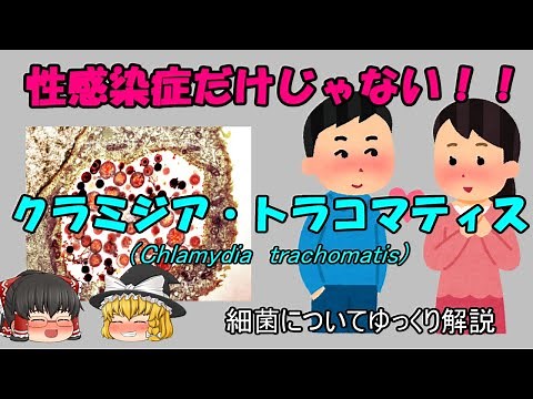【ゆっくり解説】クラミジア・トラコマティスについてゆっくり解説