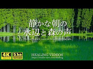 [Relaxing Nature Sounds 5.1ch] Quiet Morning Sounds of Water and Forest