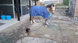 24K views · 535 reactions | If you need any help on the farm - this little cutie has got it covered... <3 Credit: Ally Hunter Blair‏ | Farmers Guardian | Facebook