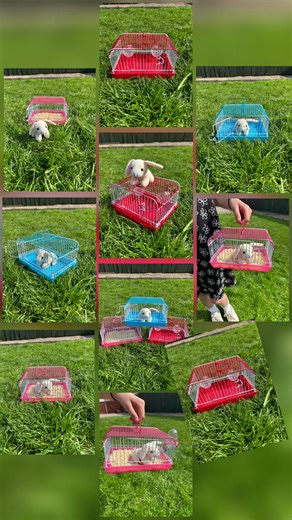 Mini Cages on TikTok