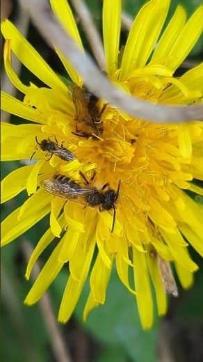 A group of Mining Bees (Andrena spp) on dandelion, including a Common Mini Miner