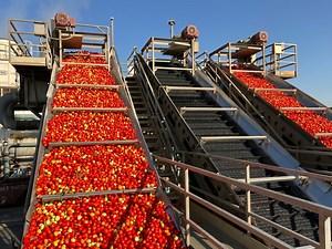 California’s tomato farmers are getting squeezed by water crisis as growing costs continue to rise