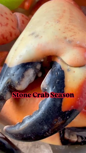 Stone Crab Claws are back for Week Two! 🦀✨ Starting tomorrow (Friday) for lunch and dinner at both locations ONLY while supplies last. When they’re gone, they’re gone. New deliveries arrive weekly, but every batch sells fast. Reserve your table now before this week’s claws disappear. | Blue Island Oyster Bar & Seafood