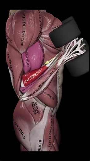 #anatomy #muscle #medicine | anatomy
