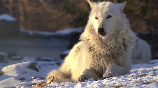 25 days of wolves | Day 3🐺 Today we're featuring our late ambassador Alawa. Alawa, meaning “sweet-pea” in Algonquin, lived out her namesake with gentle and playful interactions with her brothers, Zephyr and Nikai. Observers often called her the true leader of the Ambassador pack. She had a way of always getting what she wanted while avoiding conflict. Honor Alawa's legacy by taking action for wolves today.🐾 https://nywolf.org/save-the-wolves/ | Wolf Conservation Center