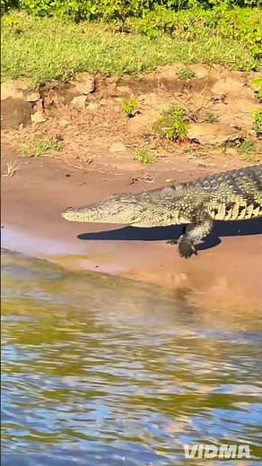 Nile Crocodile Attack Shocks Everyone #Nile Crocodile