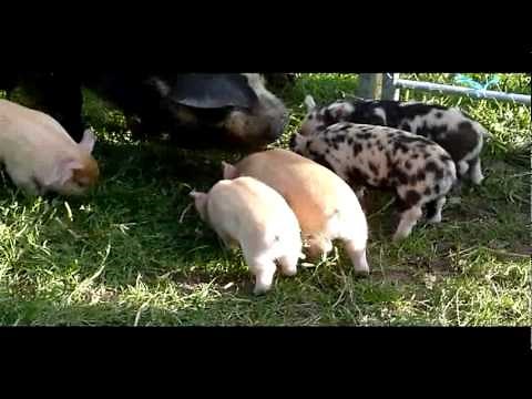 original pigs will fly