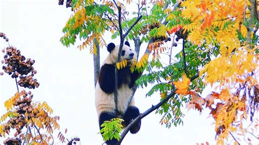 基地最会拍照取景的小熊：金豆豆！白月光树也超出片哒（20251116）