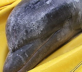 Dolphin Captures: Past, Present, and Future