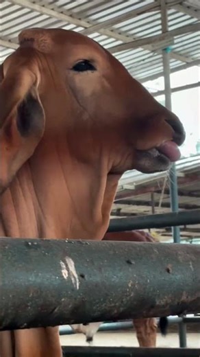 Tongue rolling in Cattle . Which mineral deficiency causes this ? #subscribe #cow #shorts