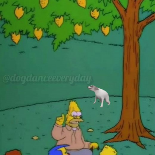 Adorable Dancing Dog Compilation - Day 268