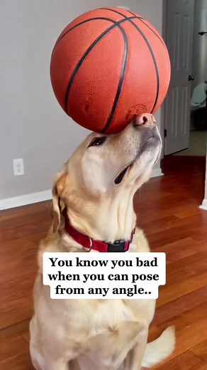 That final angle may be Dexter’s most impressive balance yet 🤯 #DexterBalancing #dogsoftiktok #dog #labrador #petsoftiktok #talent