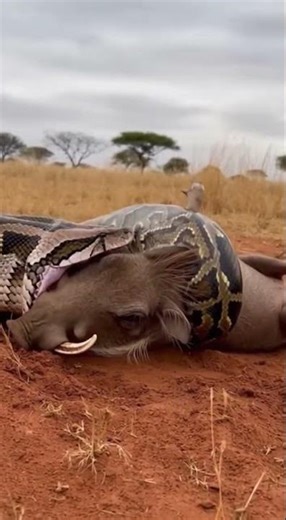 Will the python manage to swallow the warthog epic struggle unfolds #wildlife #python #nature