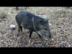 Peaceful Human-Javelina (Collared Peccary) Encounter in the Texas Hill Country