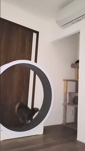 時速50kmも出るの！？キャットホイールで全力疾走する猫さん #shorts