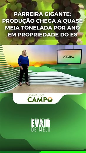 🍇 Cultivo, tradição e surpresa no campo capixaba. Em Marechal Floriano, dois pés de uva Isabel, cultivados há 18 anos por Cezar e Maria da Penha Huber @cezarepenha, rendem mais de 500 quilos por safra e chamam a atenção de visitantes. O segredo está no cuidado e na colheita de verão, feita sob estufa de café. É inspirado em propriedades como a dos Huber que apresentamos o PL 3082/2015 que institui a Política Nacional de Incentivo à Produção de Frutas (PNIPF), já aprovado na Câmara dos Deputados