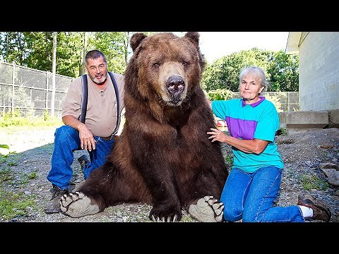 A couple raise a baby bear that lost its parents when it was just three months old. The world is ...