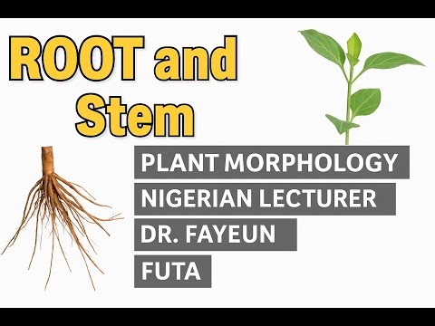 Root and Stem Functions | Plant Morphology Lecture with Dr. Fayeun | FUTA Botany