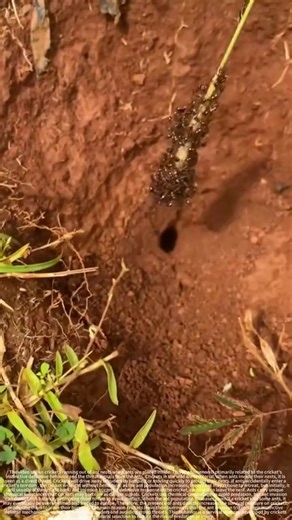 Put ants in a cricket hole and the cricket will come out on its own—a brilliant method.