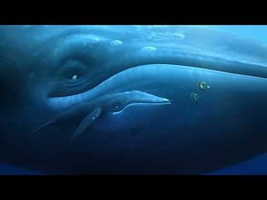 A Turtle's Tale: Sammy's Adventure - All Baleen Whales