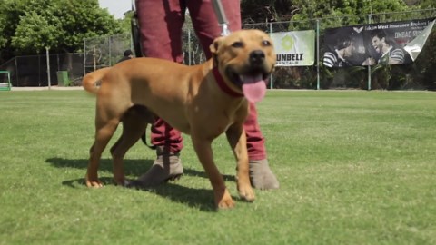 AMERICAN BULLY: A BRIEF HISTORY OF THE BREED