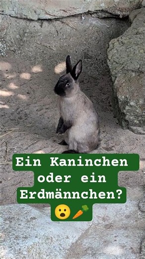 Kaninchen oder Erdmännchen? Dieses Marderkaninchen scannt die Lage! 🕵️‍♂️🐇 #shorts