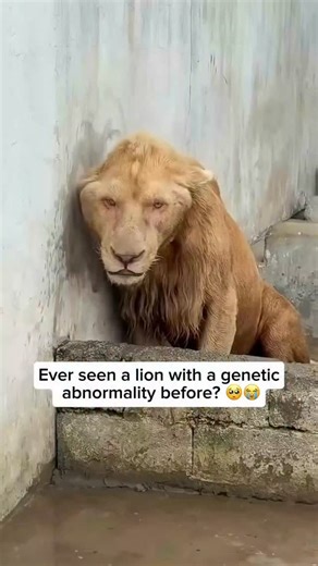 Otter on Instagram: "A lion with a genetic abnormality in captivity is an unusual and concerning sight. These abnormalities often arise from inbreeding, which occurs when animals are bred within small or poorly managed facilities. Inbreeding increases the likelihood of genetic defects that can affect a lion’s appearance, health, and overall vitality. Such issues are rarely seen in the wild, where natural selection helps prevent these traits from being passed on. This practice should stop, as inb