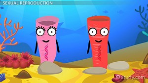 Sponge Reproduction | Sexual & Asexual - Video | Study.com