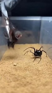 Bat vs Spider – Midnight Shock 😱 A rare and tense night encounter as a bat comes face to face with a spider. Silent movement, sudden action, and raw survival instincts collide in seconds. AI Line (caption ke end me): ⚠️ AI generated video for study purposes. #BatSpider #WildlifeThriller #NatureShock #AnimalEncounter | Insect Planet