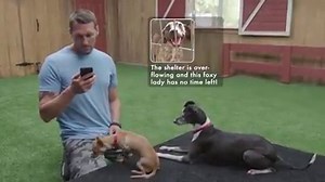8.5K views · 286 reactions | Actress Catherine Bell has brought her dogs to Brandon McMillan for some one on one training, but during the session he receives a text message about a dog in need! | Lucky Dog | Facebook